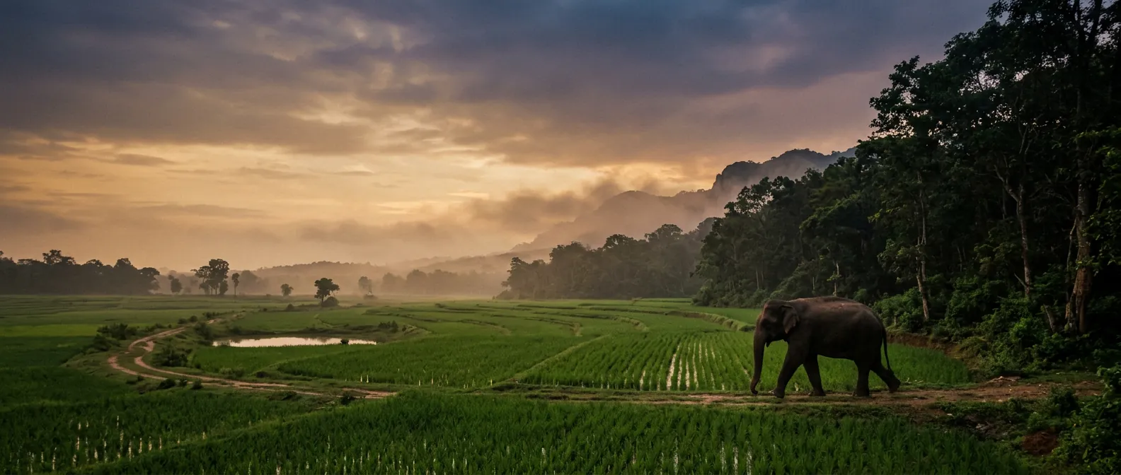 A wild elephant stepping out of the forest edge toward farmland at dusk